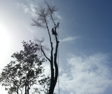 TreeServices-img2