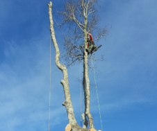 TreeServices-img3