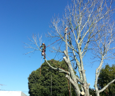 TreeServices-img4