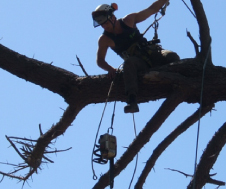 TreeServices-img5