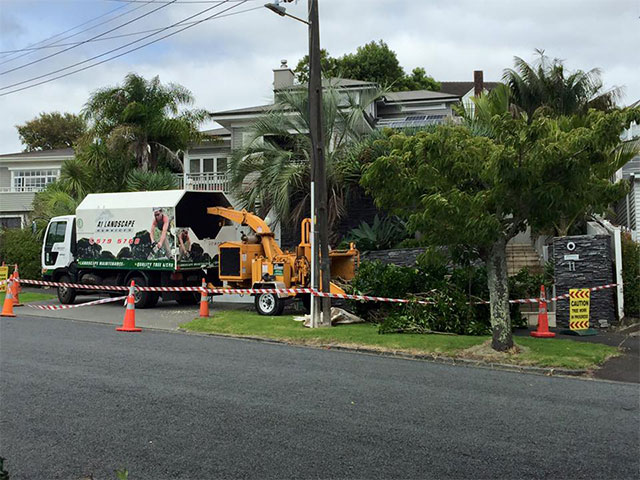 Tree Trimming